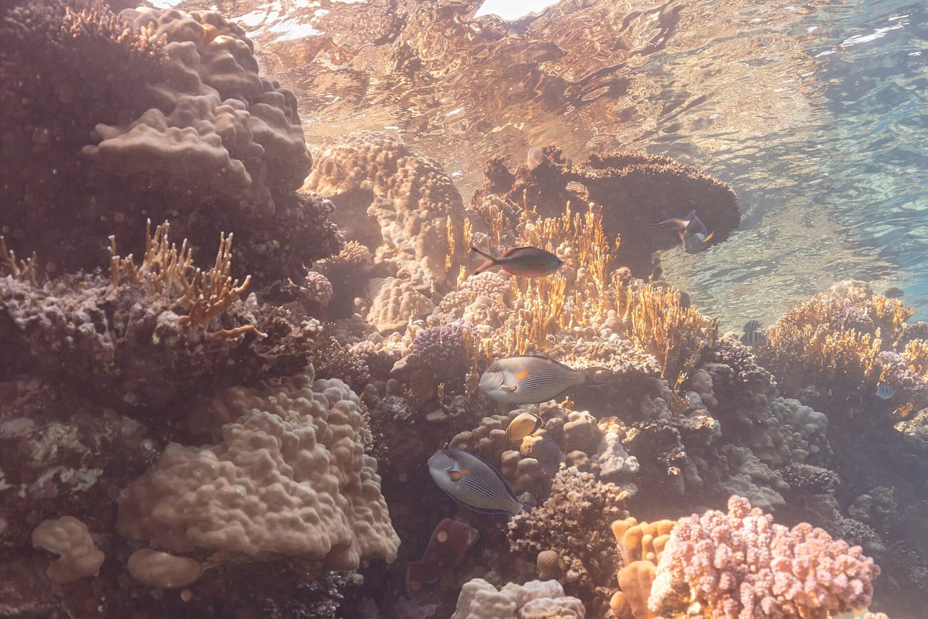 Snorkeler floating above a colorful coral garden full of fish on a Ras Mohammed snorkeling trip from Sharm El Sheikh