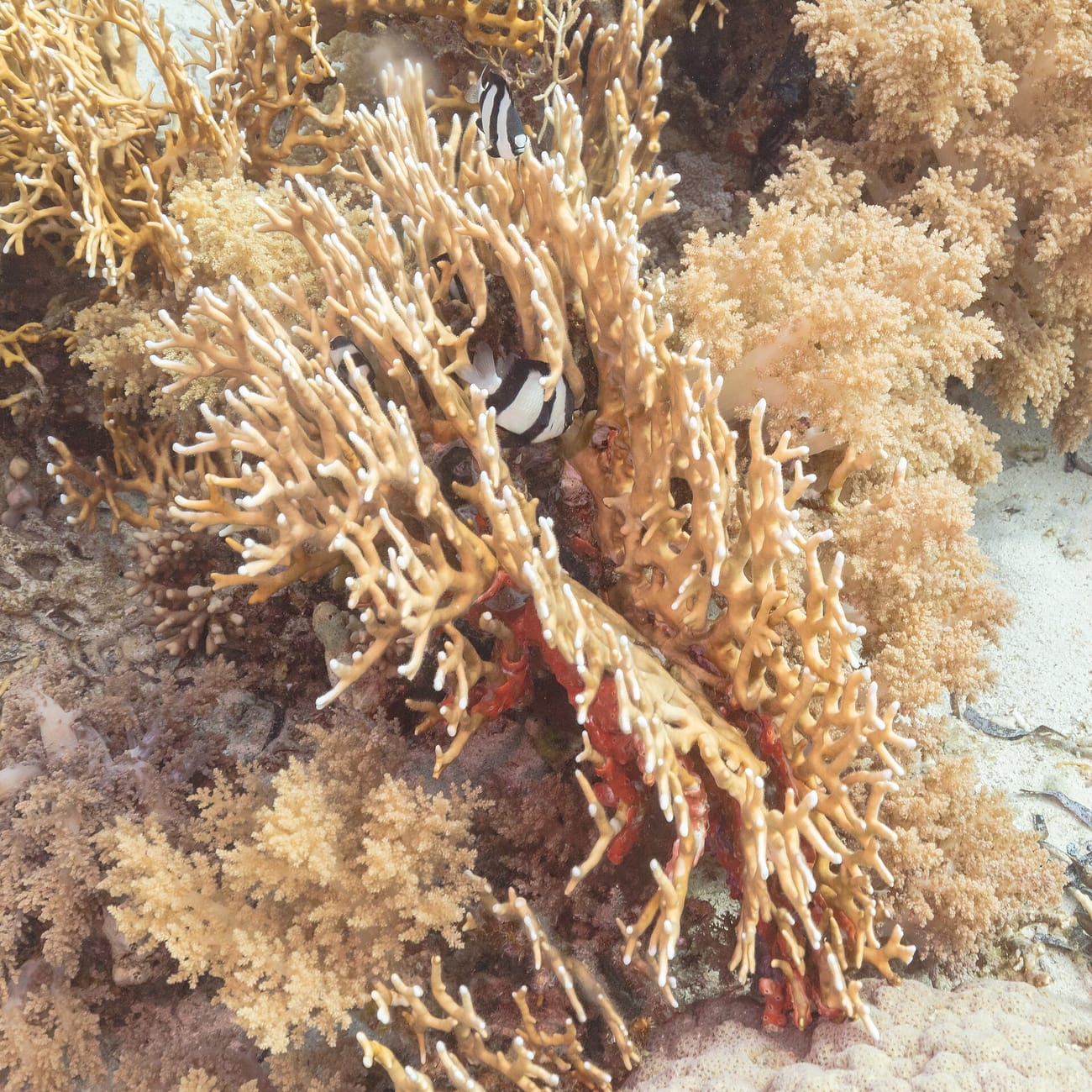 Ras Mohamed Snorkeling - Sharm El Sheikh